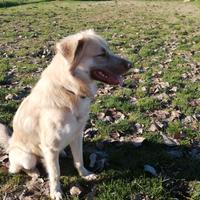 Incrocio malinois maremmano