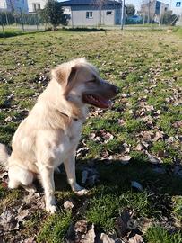 Incrocio malinois maremmano