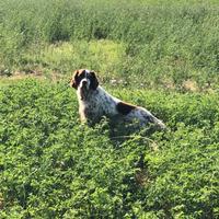 Setter inglese