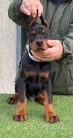 Dobermann cuccioli