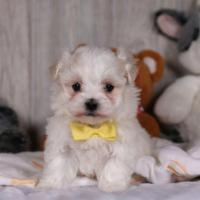 Barboncino mini toy maschio