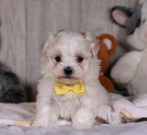 Barboncino mini toy maschio