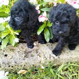 Barboncino cucciolo