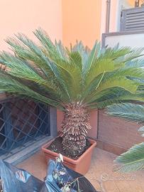 cycas