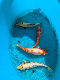 carpa Koi pesci laghetto
