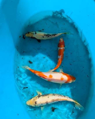carpa Koi pesci laghetto