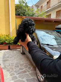 Barboncino Mini Toy black