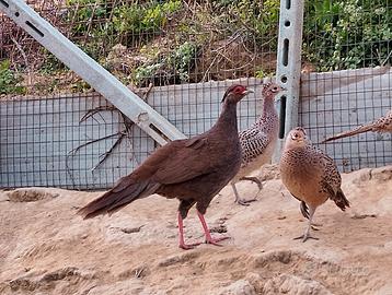 Fagiano argentato femmina