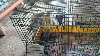Animali franc