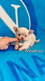 Chihuahua maschio a pelo lungo con pedigree enci
