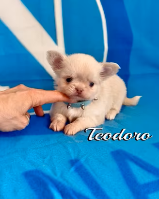 Chihuahua maschio a pelo lungo con pedigree enci