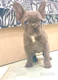 Bulldog francese