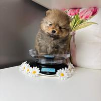 Volpino Pomerania TOY cucciolo 2 mesi ROSSO