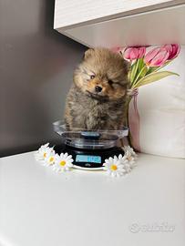 Volpino Pomerania TOY cucciolo 2 mesi ROSSO