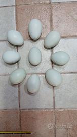 Araucana pulcini e altro