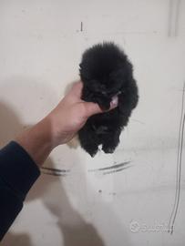 Cuccioli fi spitz fi Pomerania
