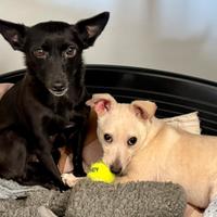 MissMini giovanissima cagnolina minuscola