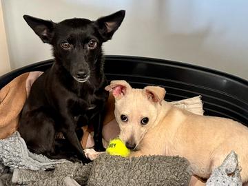 MissMini giovanissima cagnolina minuscola