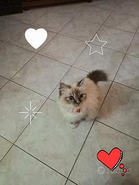 Gattina sacro di birmana di 8 anni