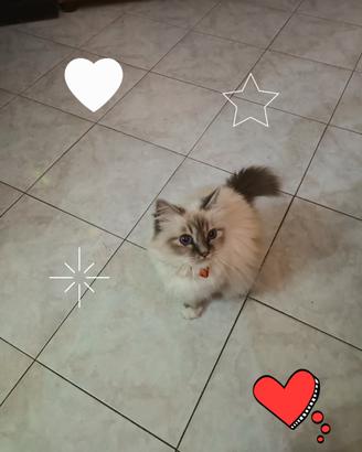 Gattina sacro di birmana di 8 anni