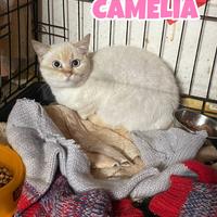 Camelia gatta bianca di 5 mesi