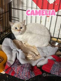 Camelia gatta bianca di 5 mesi