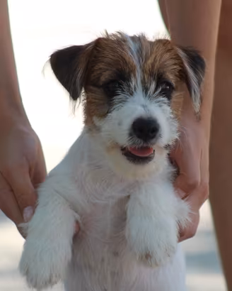 Jack russell terrier
