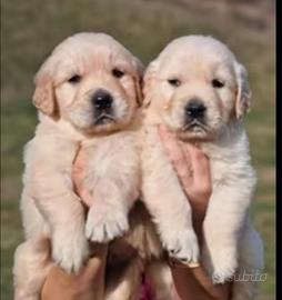 Golden Retriever Angloamericani con Pedigree