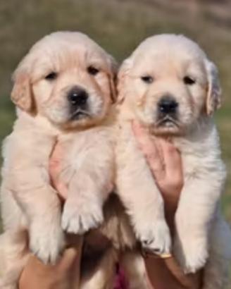 Golden Retriever Angloamericani con Pedigree