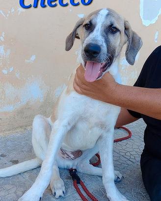 Cuccioli in adozione