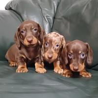 Bassotti Nani cuccioli