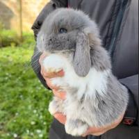 Conigli ariete nano cuccioli