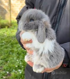 Conigli ariete nano cuccioli