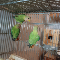 Inseparabili rosencollis