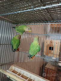 Inseparabili rosencollis