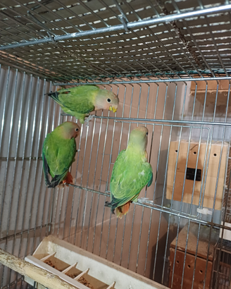 Inseparabili rosencollis