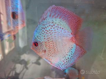 Discus gruppo di 4 esemplari