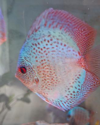 Discus gruppo di 4 esemplari