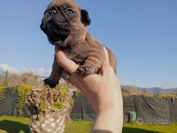 Bulldog Francese
