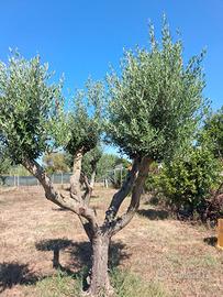 Piante di olivo