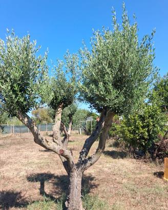 Piante di olivo