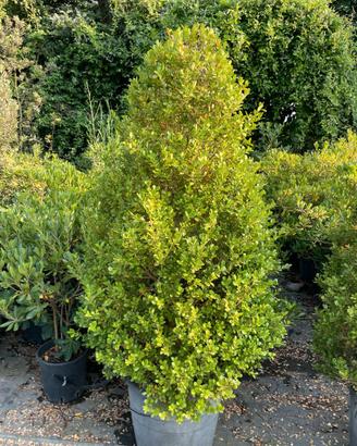 pianta buxus a piramide 
