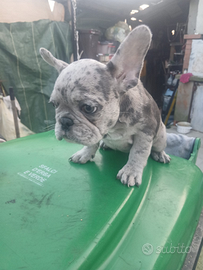 Bulldog francese