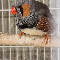 Diamanti mandarini olandesi