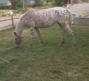 Cavallo Appaloosa