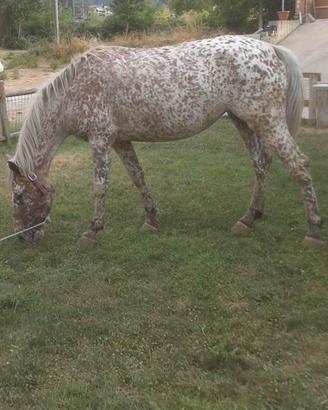 Cavallo Appaloosa