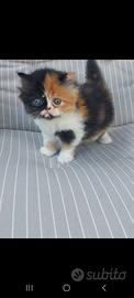 Gattina Persiana 