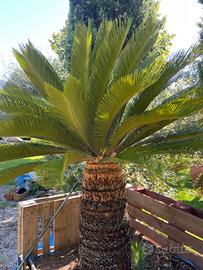 Pianta Cycas