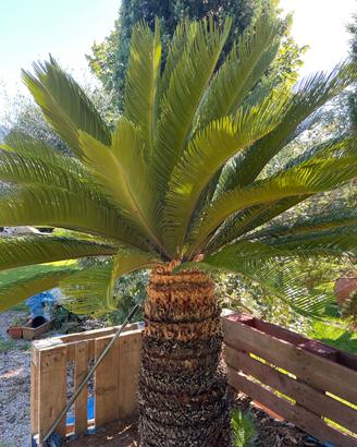 Pianta Cycas