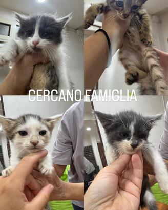 Adozione gatti a casoria